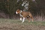 AMSTAFF ADULT 375